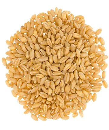 Hard White Wheat Wheat Berries | 100 Lbs | Desiccant Free | Sproutable | Non-Gmo Project Verified | Kosher