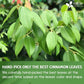 Natural Cinnamon Leaves, Whole Dried Cinnamon Leaves, Tea Bags, 100% Pure from Dried Cinnamon Leaves, Cinnamon Leaf Tea, No Additives, No Caffeine, Vegan