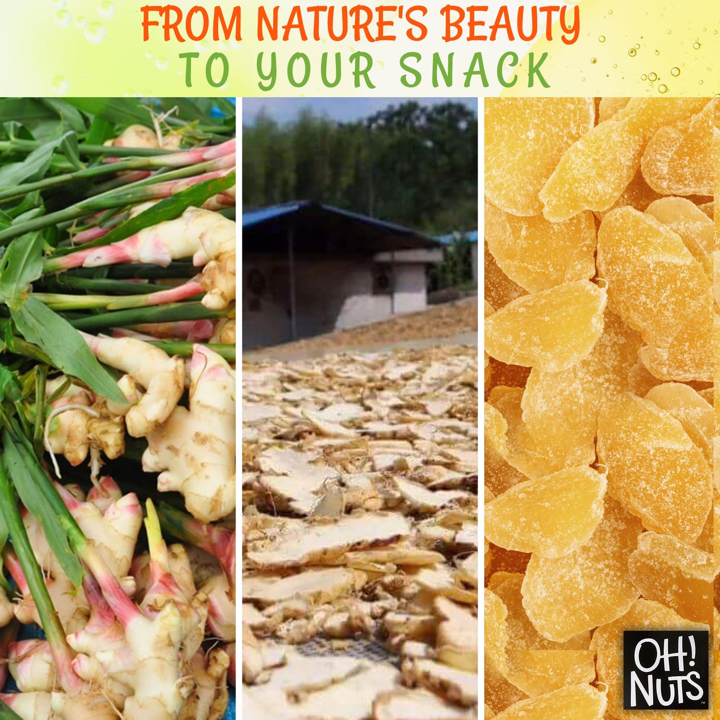 Ginger Candy | 1 lb - Dried Fruit Slices | with Crystallized Sugar Candied Coating | Dehydrated Fruit Bites | Packed in New York