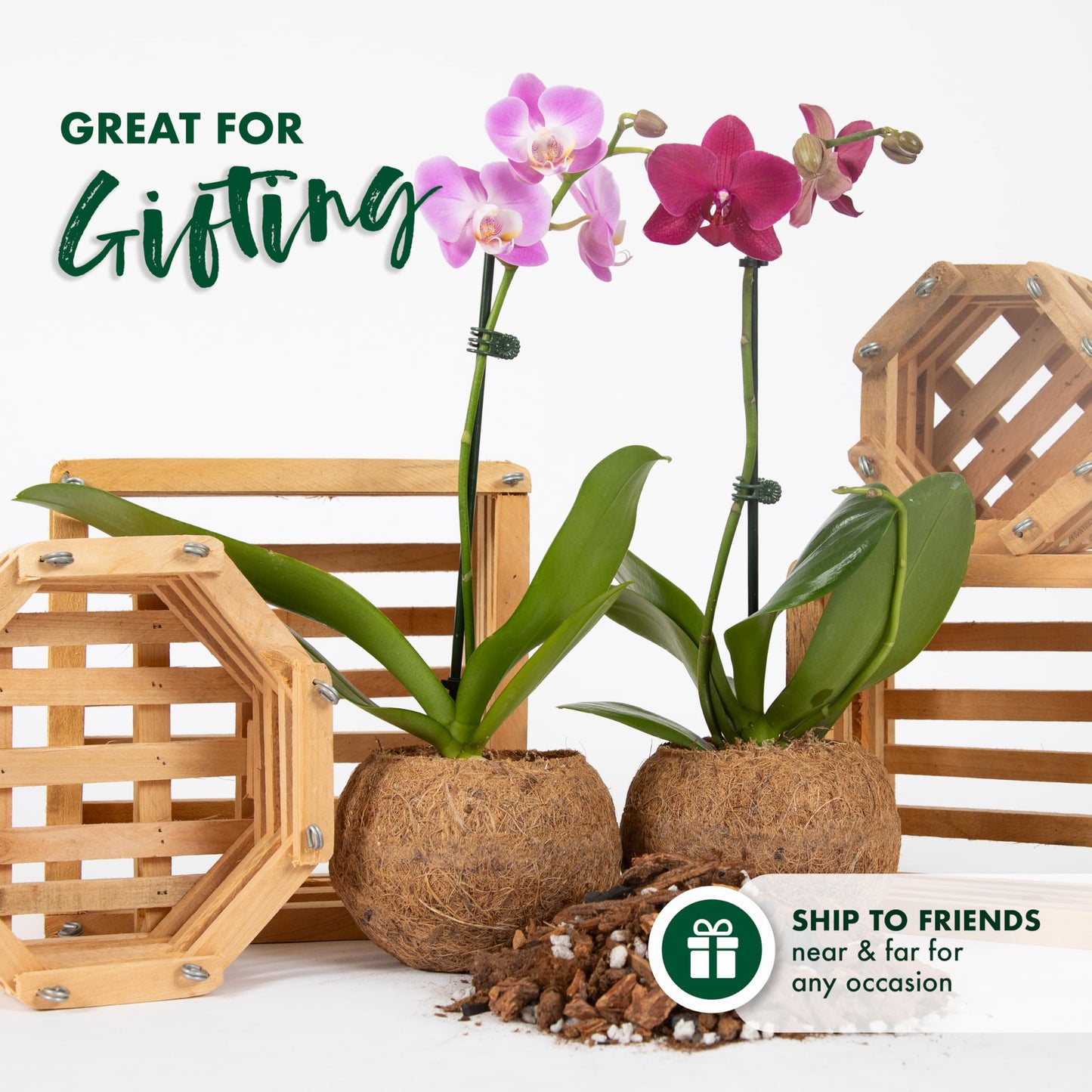 Better-Gro 19.5'' Hanging Kokodama With Phalaenopsis Orchid - Indoor/Outdoor Biodegradable Planter For Home Decor And Gifts, Eco