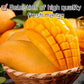 Spicy Dried Mango Mangoes Chips - Individually Wrapped Soft Chewy Mangos Slices, Fresh Chili Dehydrated Fruit Mango Chunks, Sour