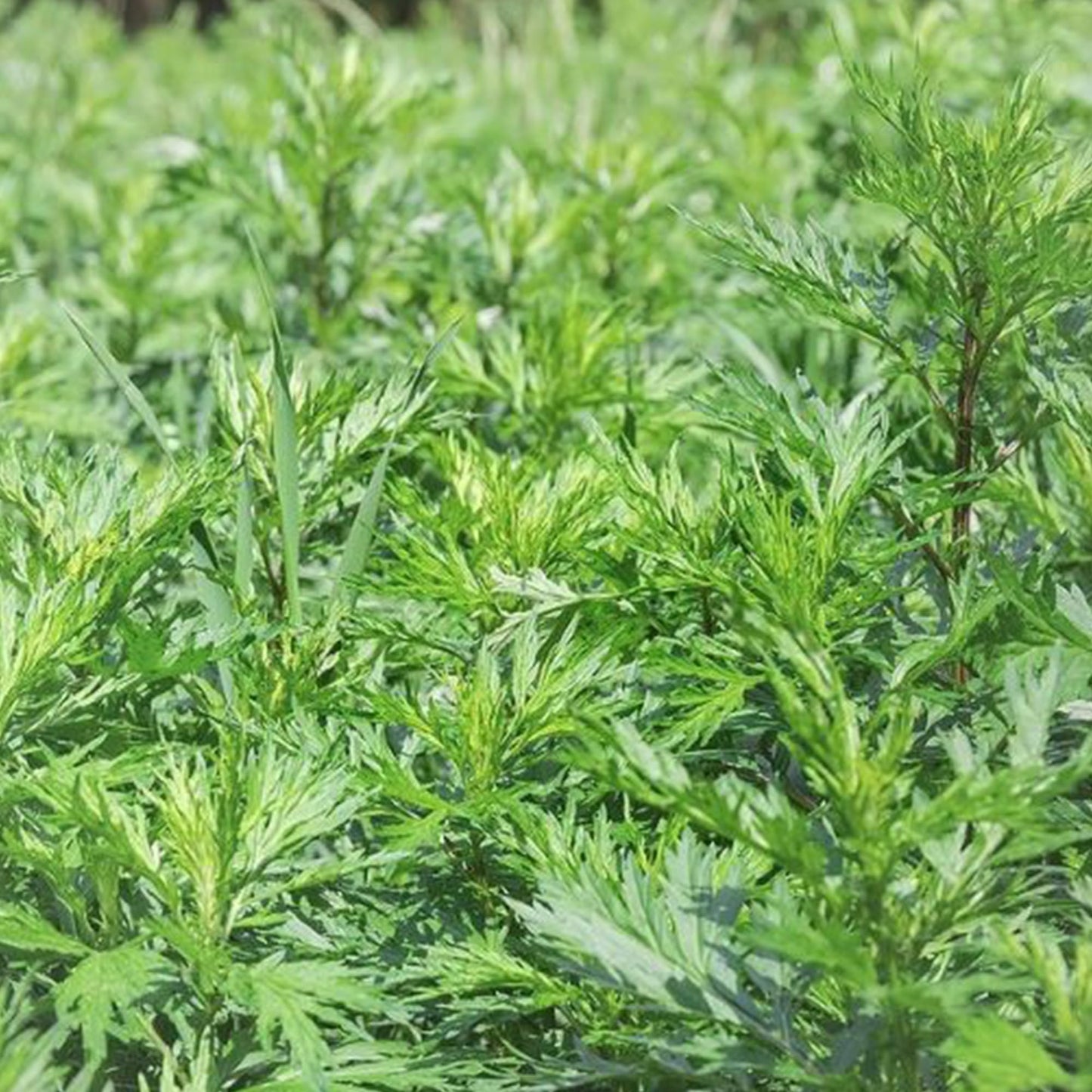 Jovvily Mugwort Leaf Cut And Sifted - 4 Oz - Herbal Tea - No Additives