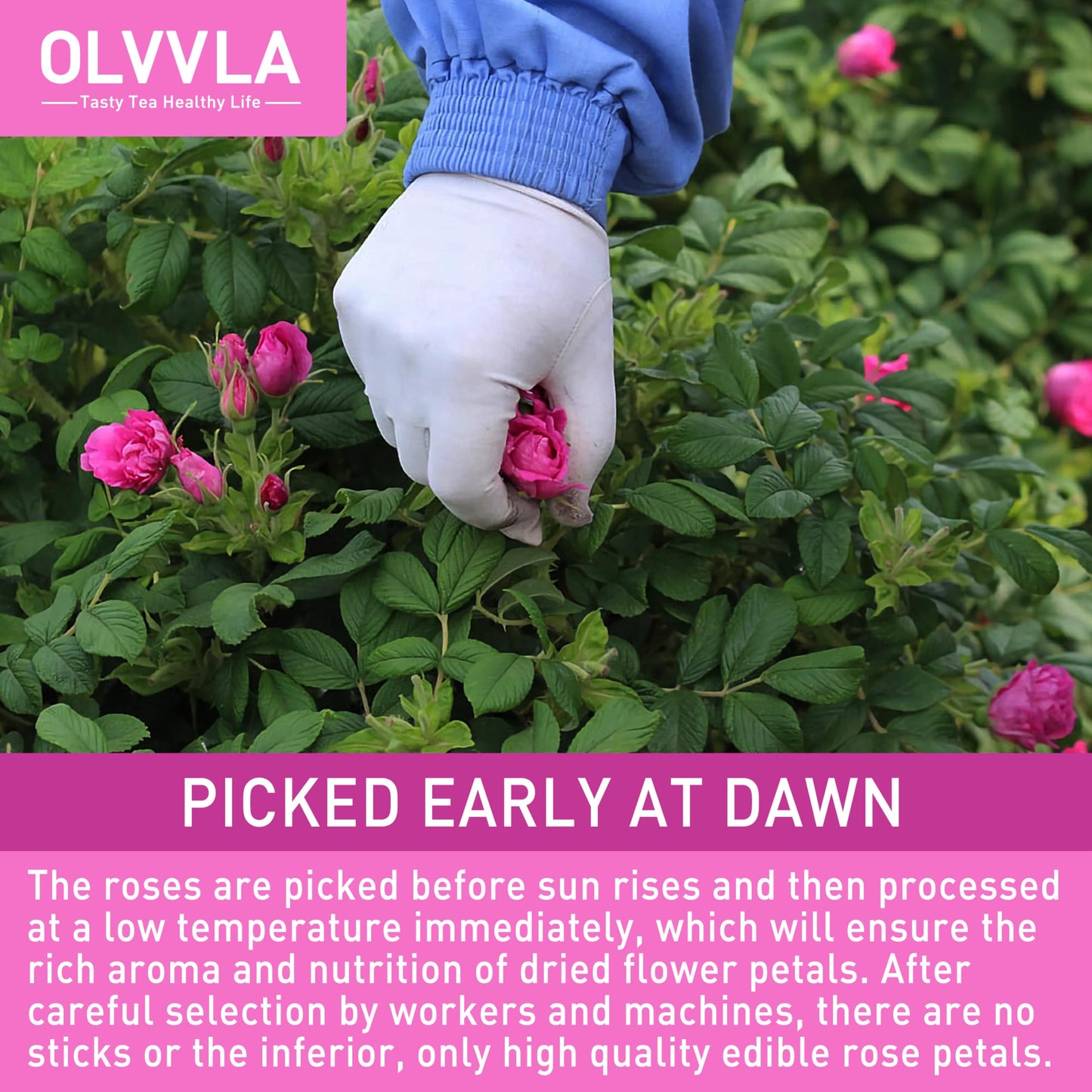Olvvla Dried Rose Petals - Edible Flowers for Tea, Baking, Decorations - 0.91oz/26g
