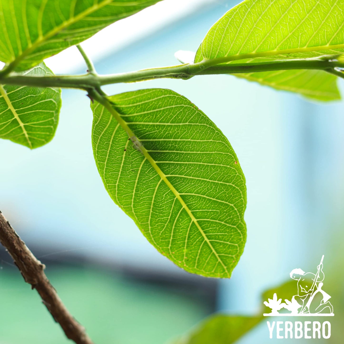 Yerbero - Whole Guava Leaf 4Oz (113G) Herbal Tea (Te Hojas De Guayaba Enteras) | Makes 40+ Cups | Crafted By Nature100% All Natu