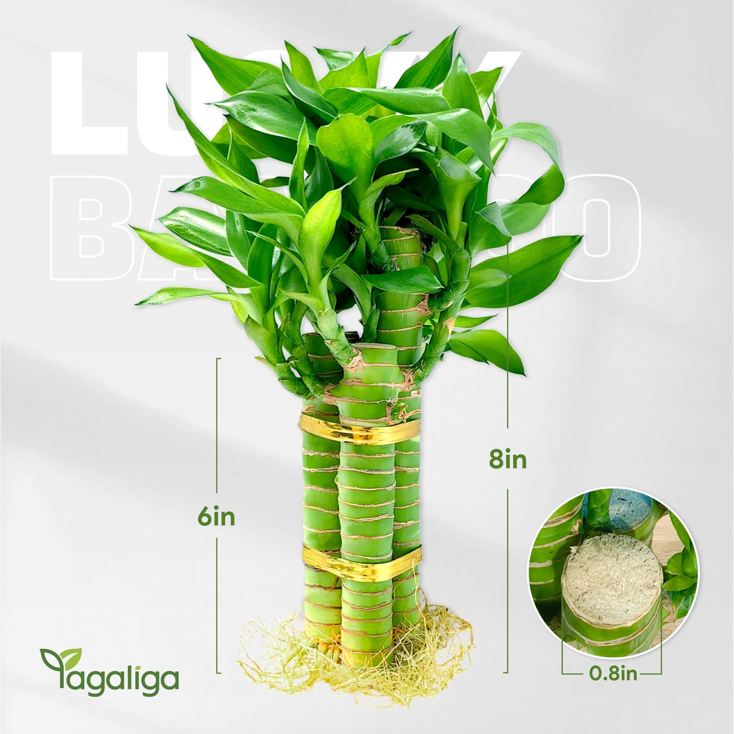 3 Stalks Lucky Bamboo Plants Indoor Live - Multi-Height Set (2x6 & 1x8   ) for Good Luck & Prosperity - Easy Care Houseplant, Ho