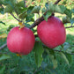 Kauffman Orchards Fresh Pink Lady Apples, Hand-Picked, Non-Waxed, Box of 8 Apples