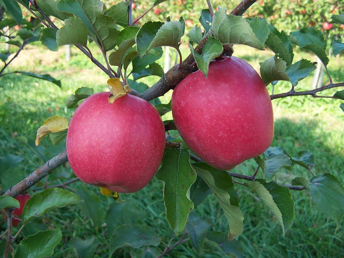 Kauffman Orchards Fresh Pink Lady Apples, Hand-Picked, Non-Waxed, Box of 8 Apples