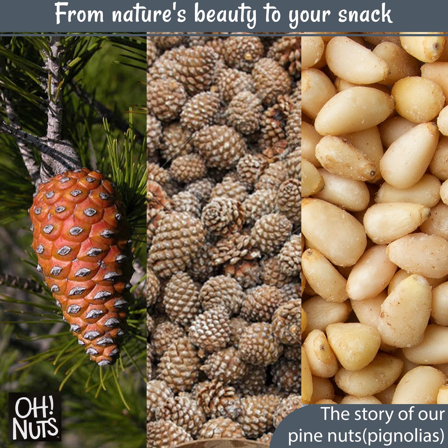 Oh! Nuts Pine Nuts - Raw - 100% Natural - 2 Lb - Pignoli Packed With Protein - Packed In New York Zip-Seal Bag For Exceptional F