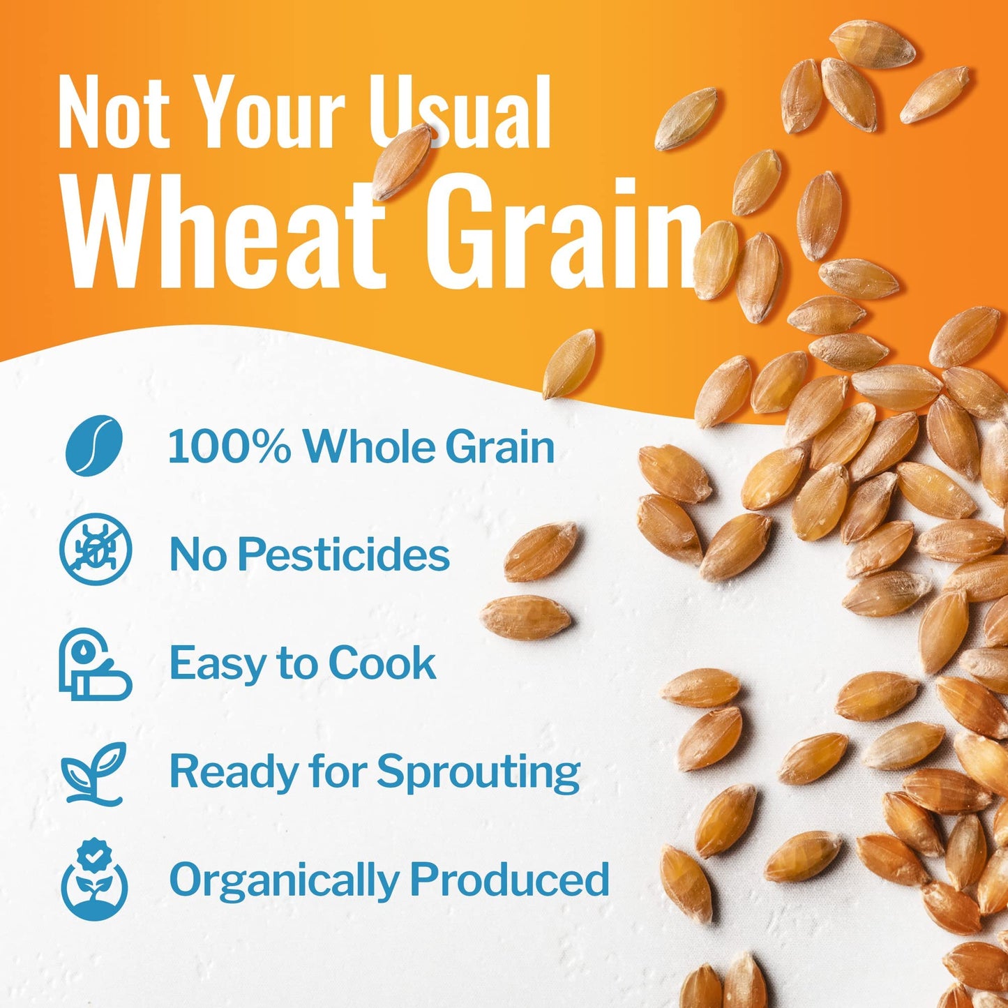 Organic Einkorn Berries (Farro Piccolo) (15 pounds)