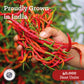 Cayenne Pepper 10 lb by International Spice - Premium Quality Spice for Cooking, Baking, and Seasoning