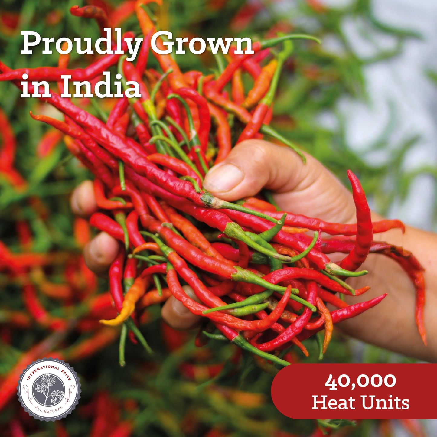 Cayenne Pepper By International Spice, Red Cayenne Pepper Seasoning Powder, Essential Gourmet Kitchen Spice, Bulk, 20 Lb. Bag