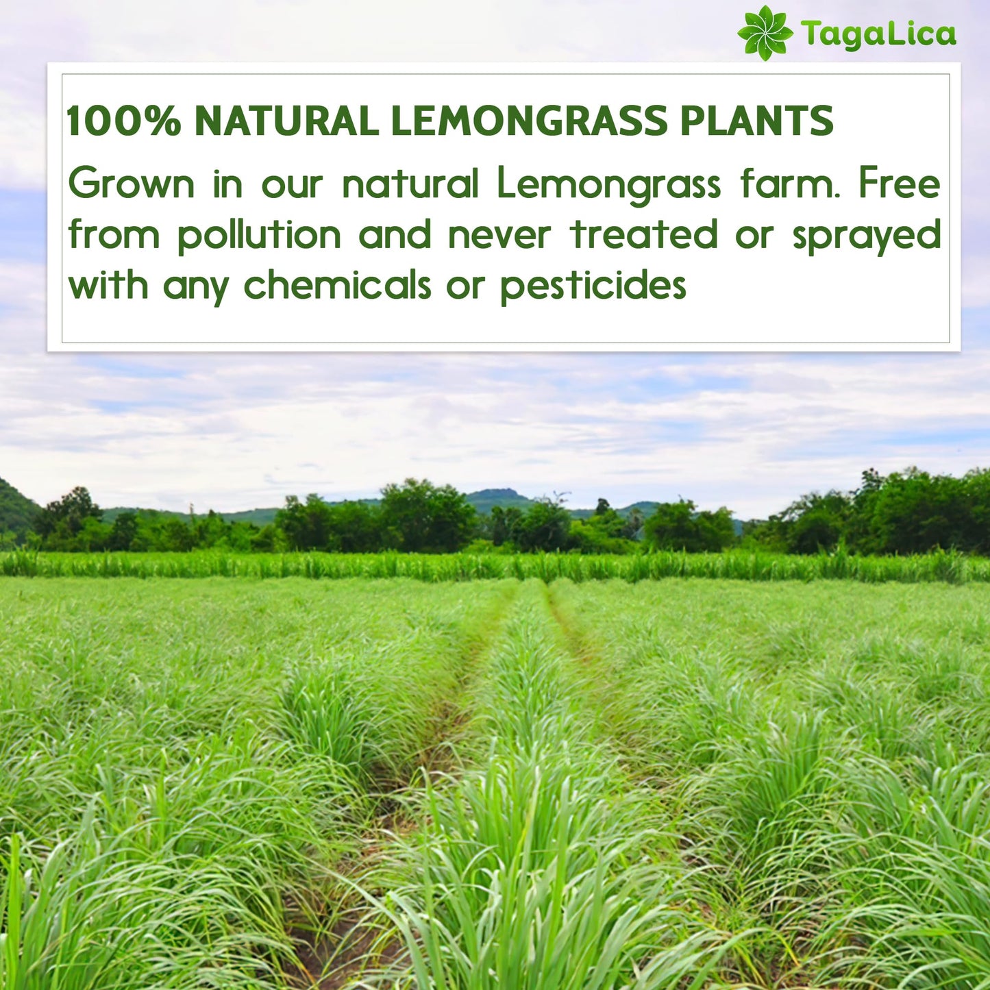 Tagalica Lemongrass Tea Bags, 100% Natural & Pure, Vegan, 55 Count