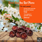 Oh! Nuts Dried Prunes Pitted - 1.5 Lb - California Sun Dried Angelino Red Plums - No Sugar Added - Dehydrated Fruit Bites - Pack