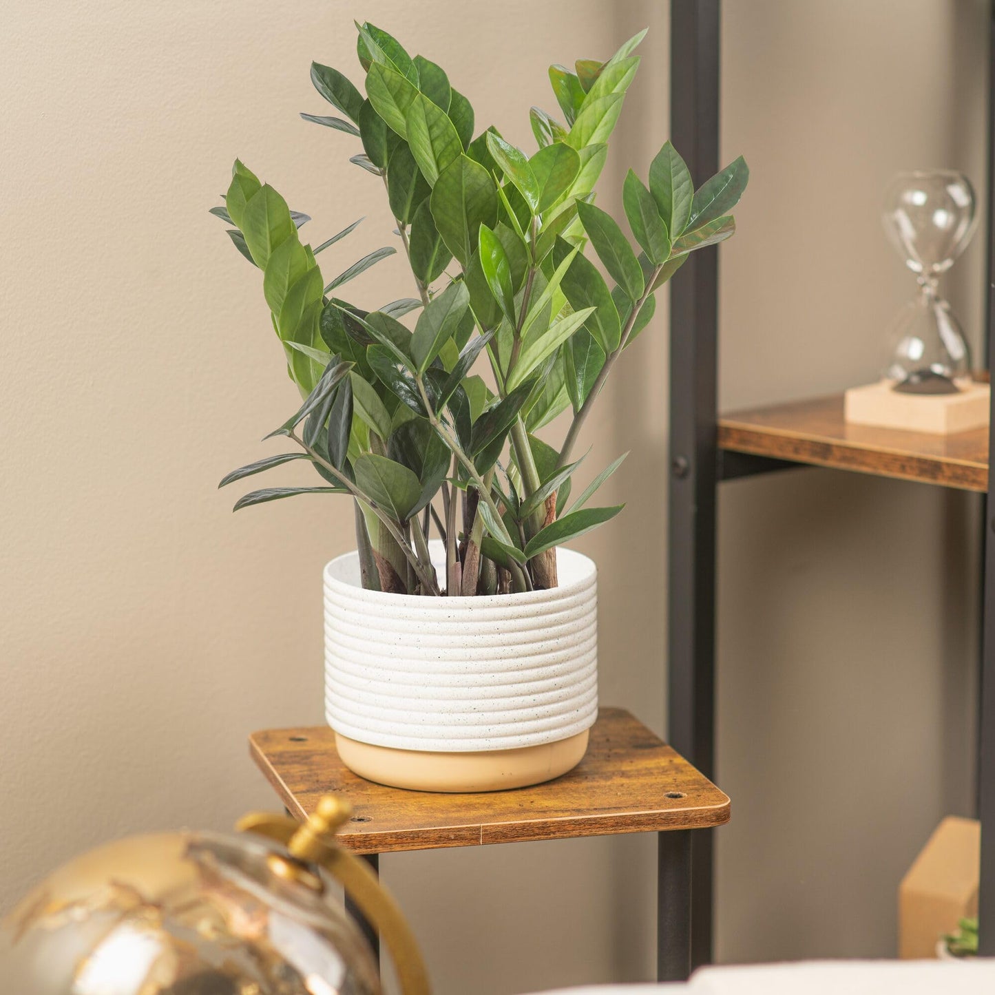 Costa Farms ZZ Live Indoor Tabletop Plant in 6-Inch Grower Pot