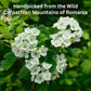 Wild Bliss Organic Wild Hawthorn Leaf and Flower Herbal Tea - Caffeine Free - 75 Plant Based Tea Bags - Loose Leaf