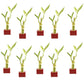 Set of Ten Live Lucky Bamboo 2 Stalk Arrangements in Red Square Ceramic Planters - Inch Lucky Bamboo Indoor Potted House Plants 