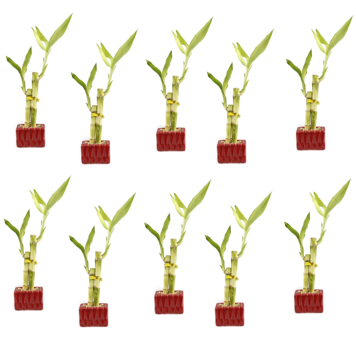 Set of Ten Live Lucky Bamboo 2 Stalk Arrangements in Red Square Ceramic Planters - Inch Lucky Bamboo Indoor Potted House Plants 