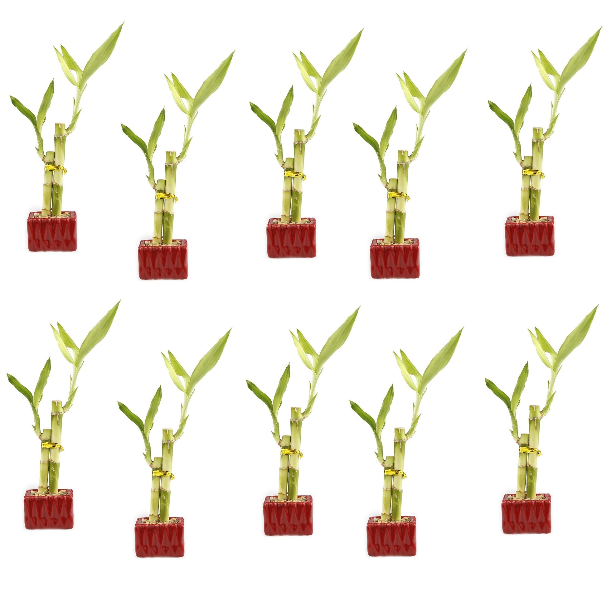 Set of Ten Live Lucky Bamboo 2 Stalk Arrangements in Red Square Ceramic Planters - Inch Lucky Bamboo Indoor Potted House Plants 