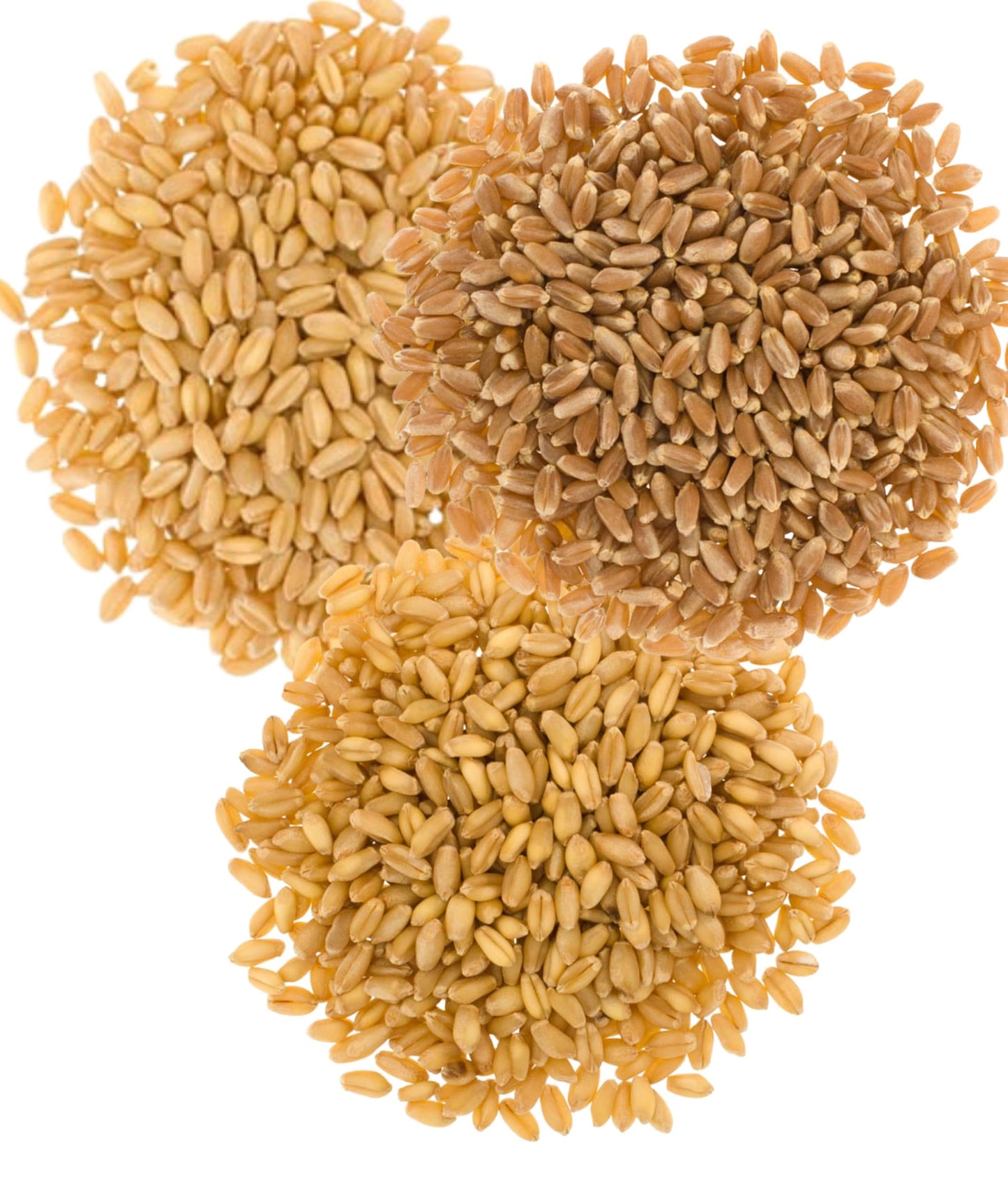 Hard White Wheat | Soft White Wheat | Hard Red Spring Wheat | 15 Lbs | 100% Desiccant Free | Non-Gmo Project Verified | Kosher P