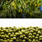 Olivar Santamaria | Extra Virgin Olive Oil | Premium Picual Variety | First Cold Pressed | Spain | High Polyphenol | Perfect For