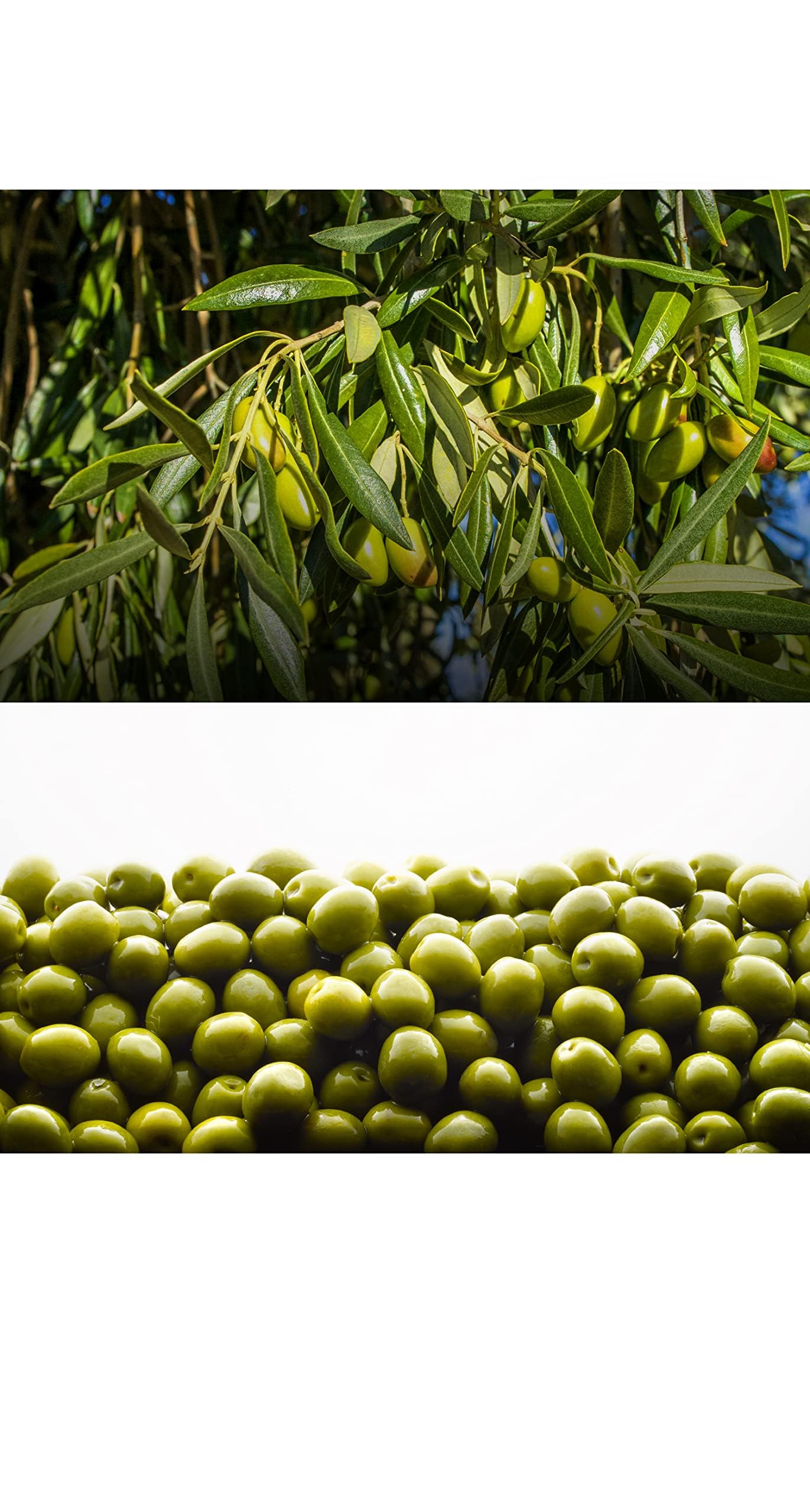 Olivar Santamaria | Extra Virgin Olive Oil | Premium Picual Variety | First Cold Pressed | Spain | High Polyphenol | Perfect For