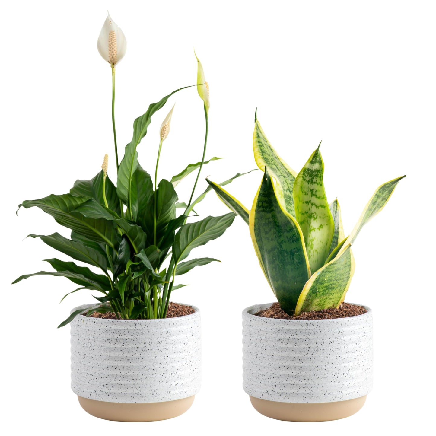 Costa Farms Live Plants (Pack of 2), Easy to Grow Real Indoor Houseplants, Air Purifying Plants, Grower's Choice in Home D  cor 
