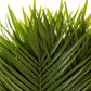 Fresh Cut Palm Robellini Leaves For Wedding And Event Decoration | Home Decor (20 Stems/Bunch, Approx. 31'' Tall)