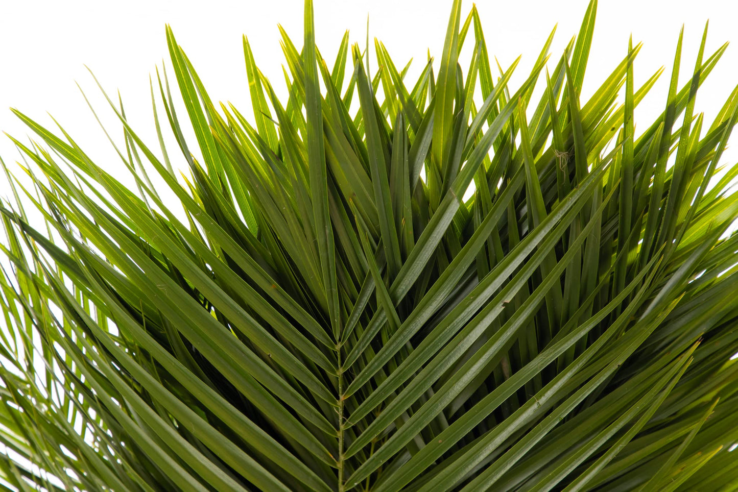 Fresh Cut Palm Robellini Leaves For Wedding And Event Decoration | Home Decor (20 Stems/Bunch, Approx. 31'' Tall)