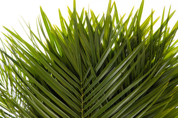 Fresh Cut Palm Robellini Leaves For Wedding And Event Decoration | Home Decor (20 Stems/Bunch, Approx. 31'' Tall)