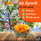 Oh! Nuts Dried Apricots Turkish - 2 Lb - Dried Fruit - No Sugar Added - Dehydrated Fruit Bites - Packed In New York Zip-Seal Bag