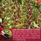 FRESHDRINKUS Premium Hibiscus Flower Tea Bags, 100% Natural, 30 Bags, Vegan, No Caffeine, No Sugar, Gluten-Free