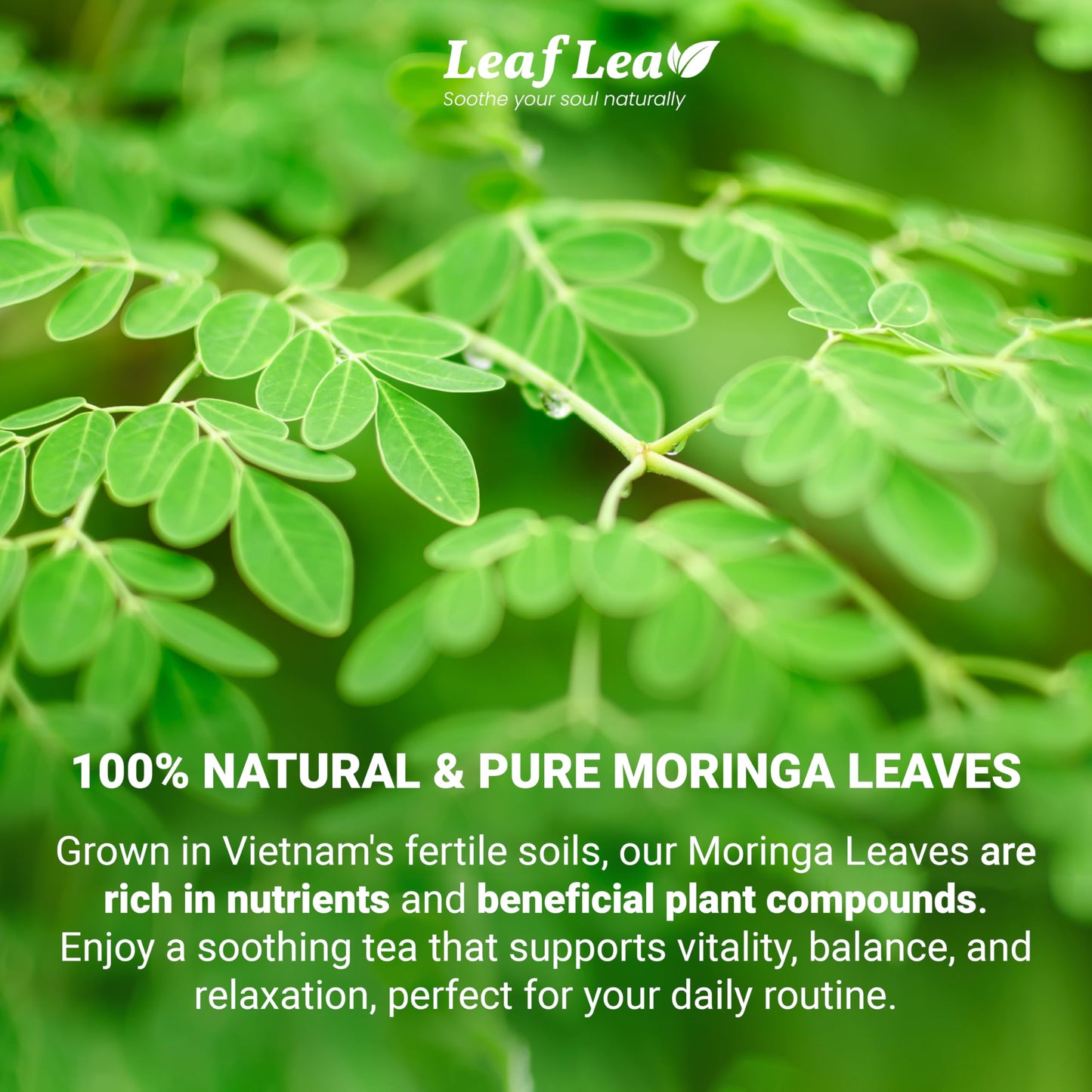 LeafLea Moringa Tea Bags - 100% Natural Herbal Tea, Caffeine-Free, Vegan - 40 Bags