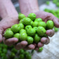 Gaea Organic Pitted Green Olives Non-Gmo Large Olives (8 Ct. 6 Oz Jars)