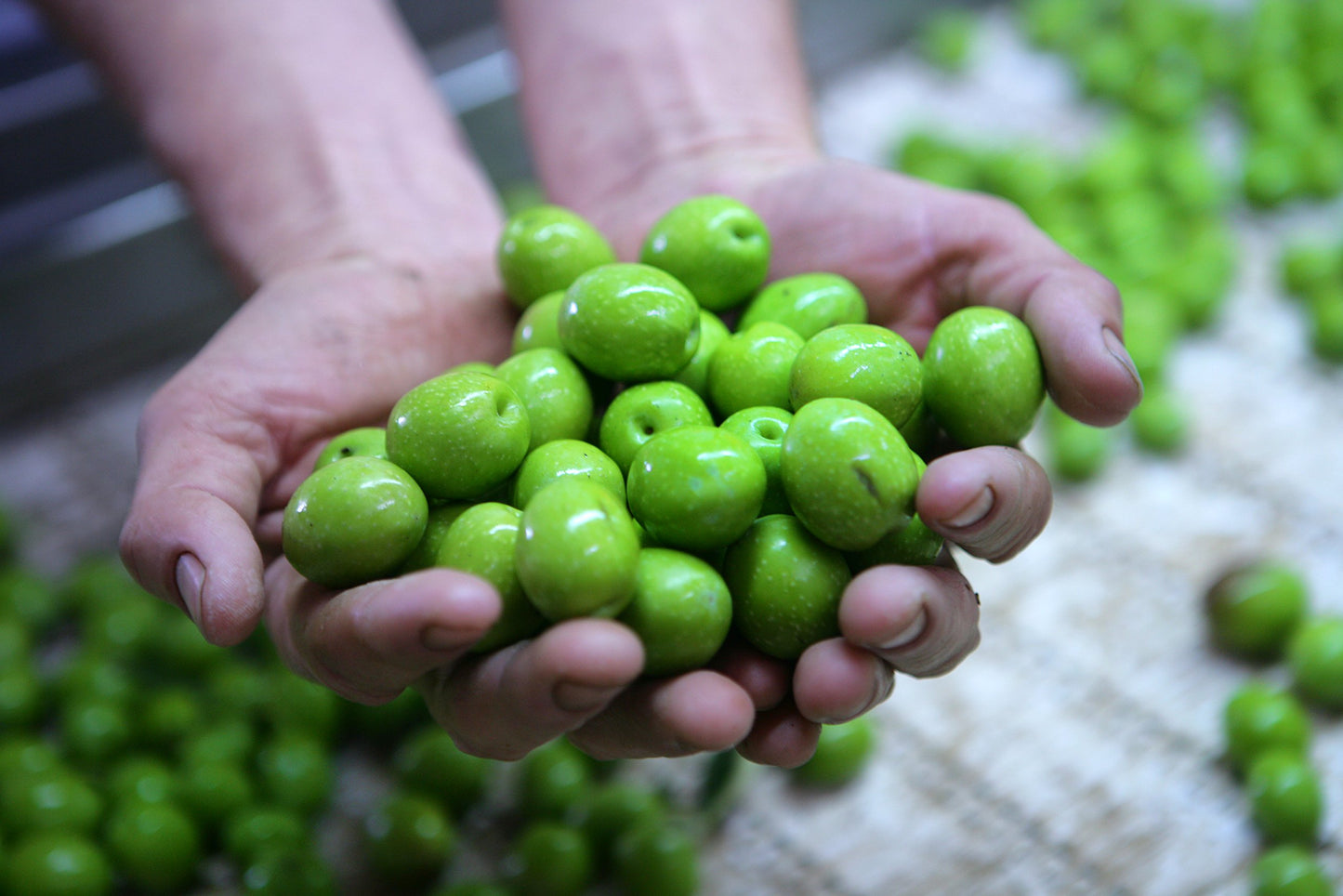 Gaea Organic Pitted Green Olives Non-Gmo Large Olives (8 Ct. 6 Oz Jars)