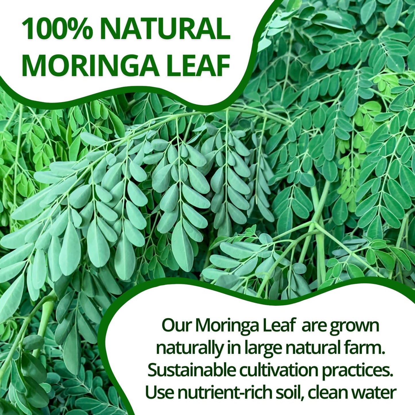 VIDA FARM Moringa Tea Bags, 100% Natural, Caffeine-Free, Vegan, 125 Count