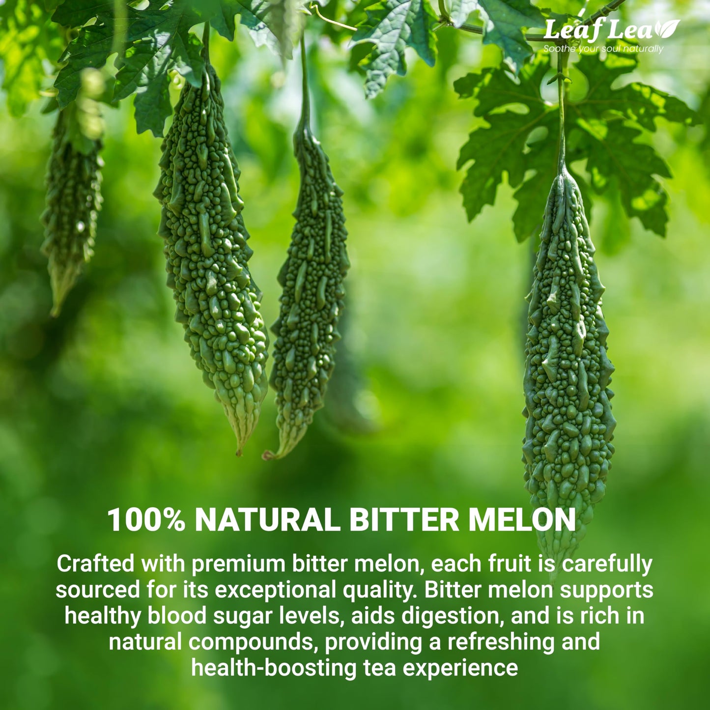 LeafLea Bitter Melon Tea Bags, Caffeine-Free Herbal Fruit Tea, 80 Bags (Pack of 2)