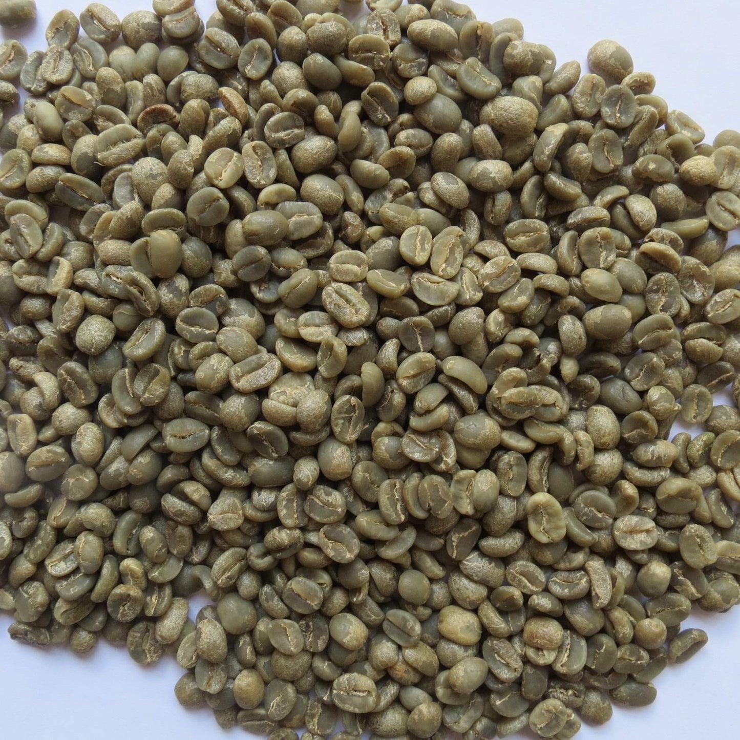 Primos Coffee Co. Unroasted Green Coffee Beans - Specialty Grade, 10 Lb, Single Origin from Nicaraguan Estate, Caturra Varietal