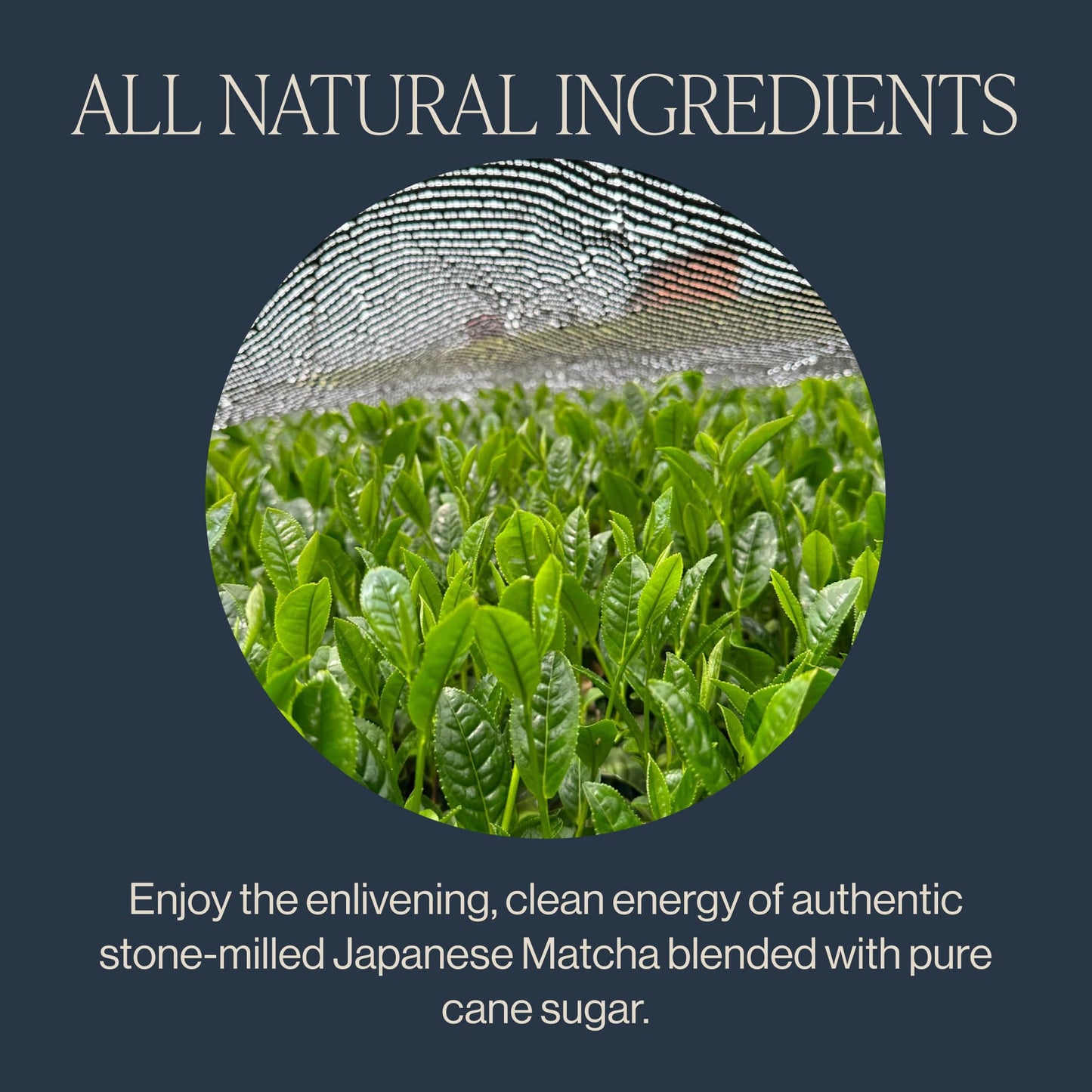Rishi Sweet Matcha ( 6 X 4.4 Oz   )