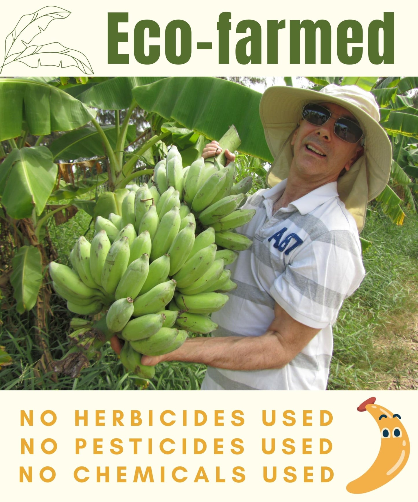 Blue Orchid Organic Sun Dried Bananas - Soft & Chewy Dried Fruit - 21 OZ Value Pack - No Sugar Added, Unsulfured, Brown