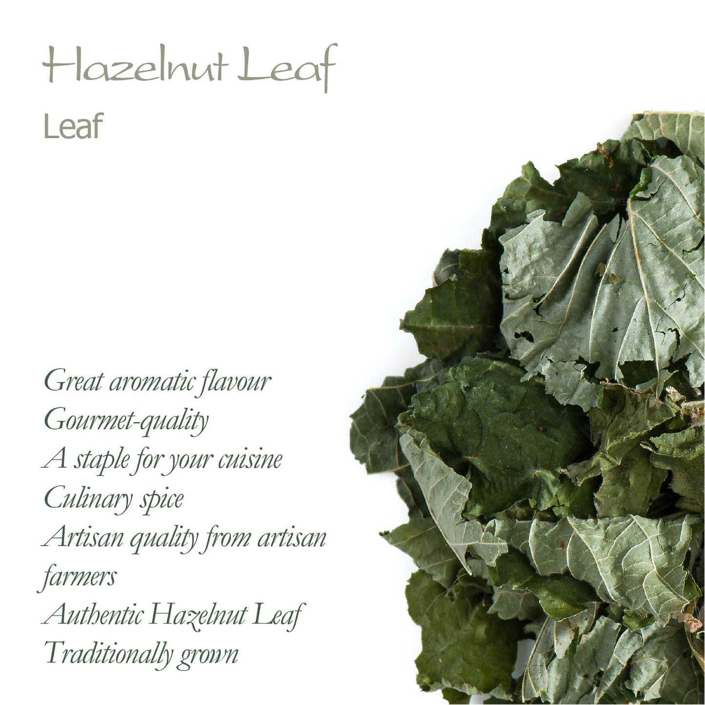 Hazelnut Leaf Tea - Corylus Avellana - Hazelnut Tea Hazel Nuts