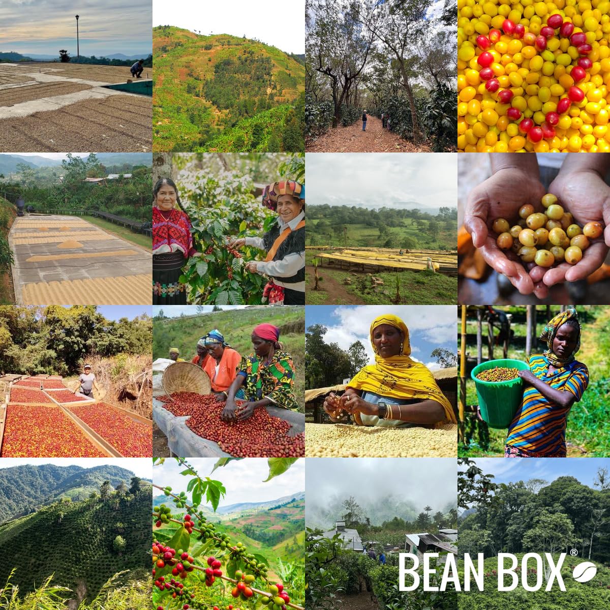Citrus - Roasted By Devocion - Whole Bean Coffee - 12 Ounce Bag