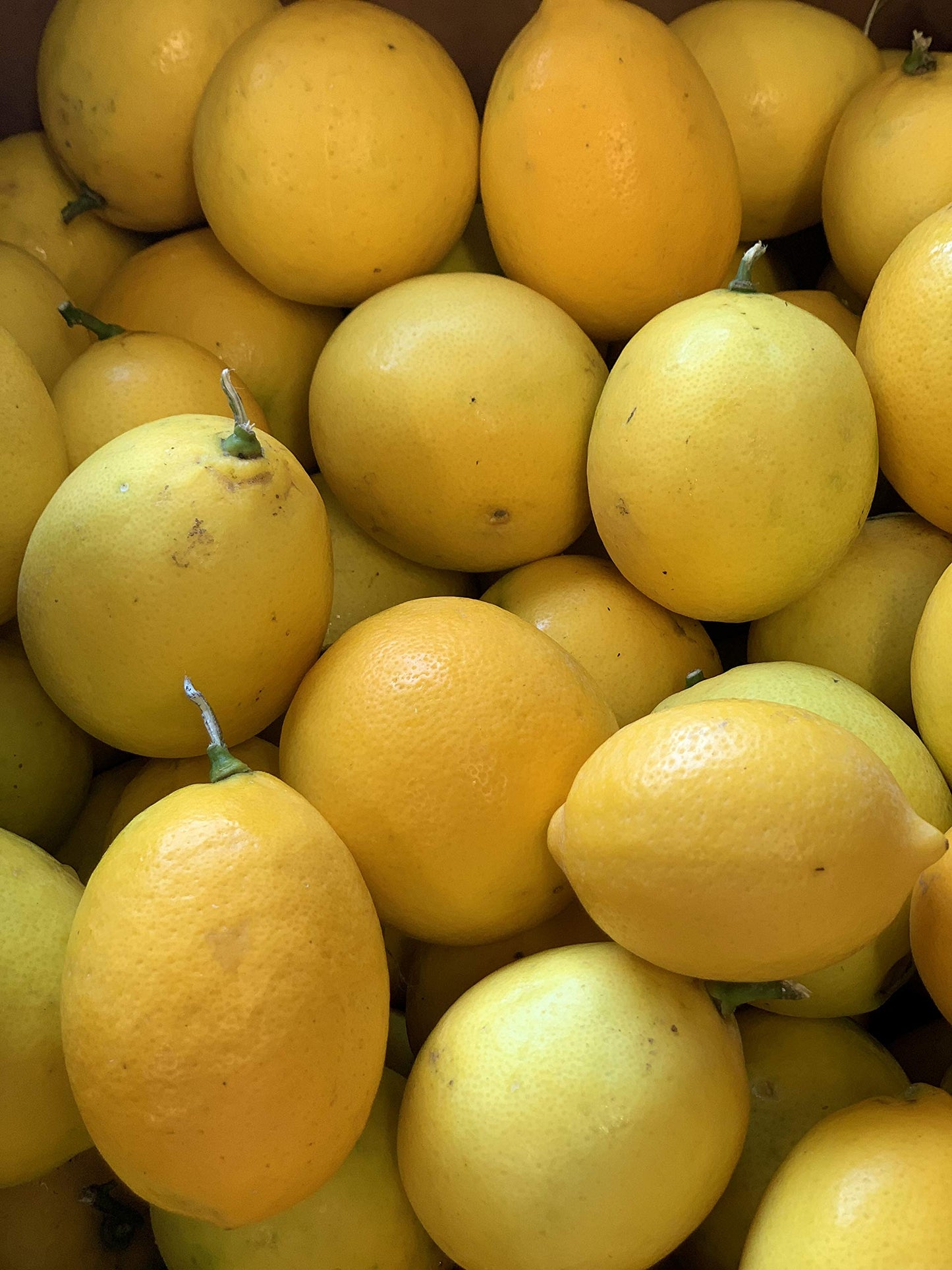 Kejora Fresh MEYER LEMONS - 4 lbs