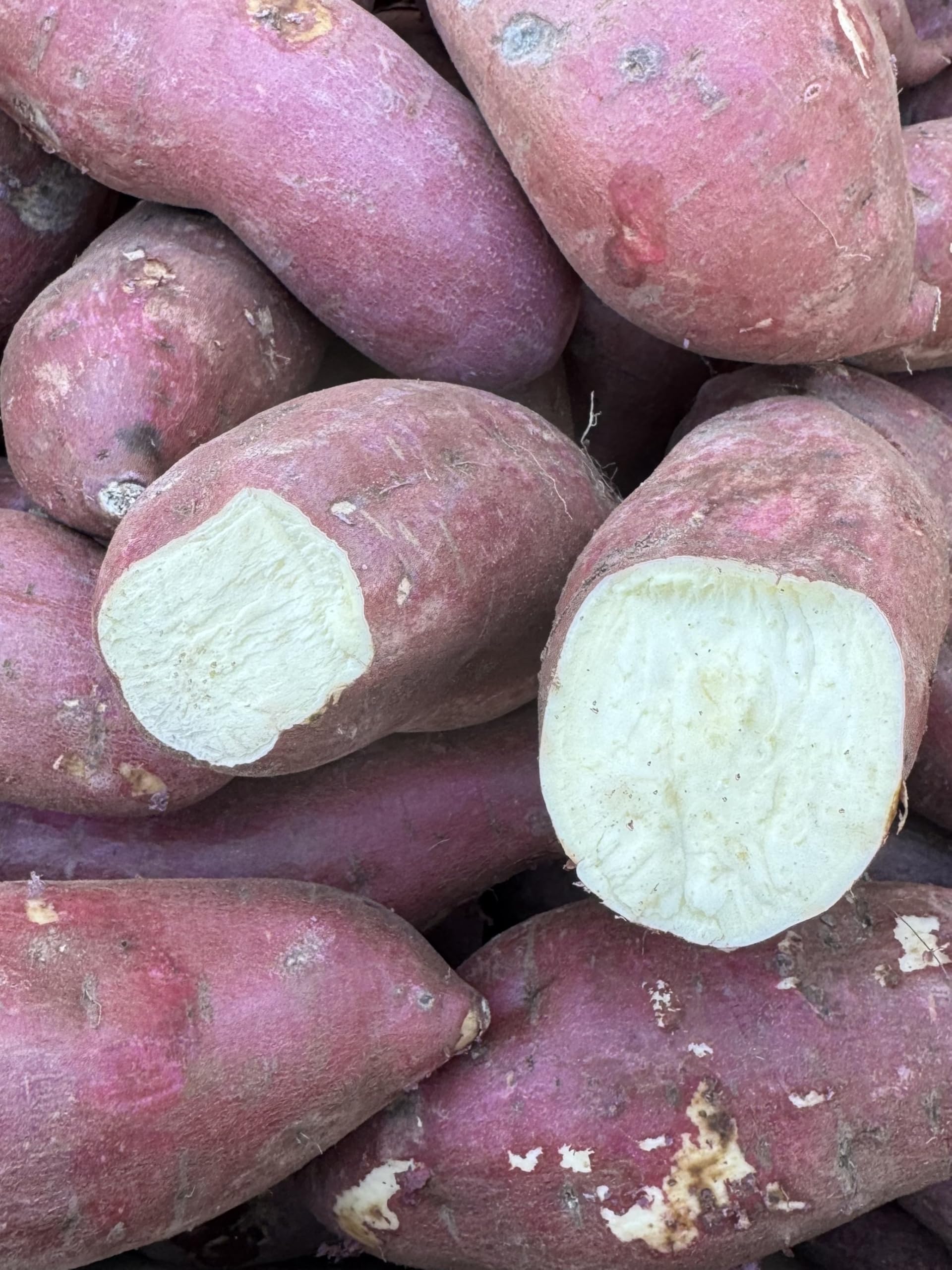 10 Pounds Fresh Japanese White Sweet Potatoes Yam - Red Skin - White Flesh - Large Size Roots - Produce