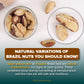 Urban Platter Exotic Raw Brazil Nuts | 3.53 Oz (100G) | Natural, Organic, Fresh, Shelled & Unsalted | Crunchy, Delicious & Healthy Party Snack | Ideal For Gift Giving, Dessert Or Baking