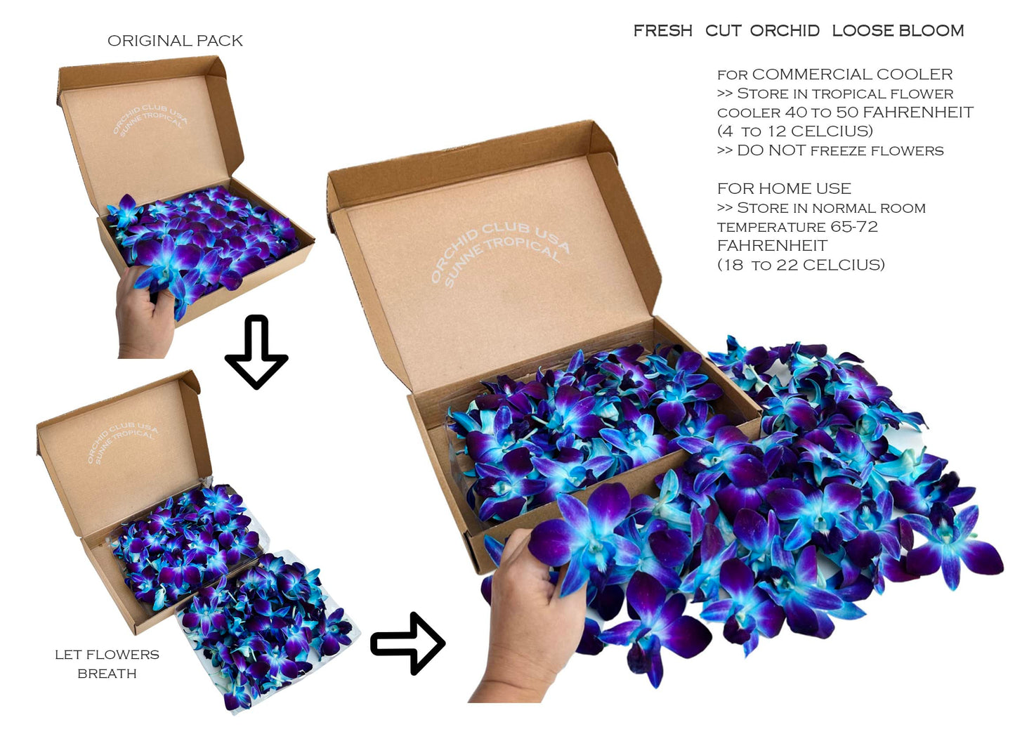Sunne Tropical Fresh Orchid Loose Bloom Flowers 100 Blue, Model: orchidclub-bloom, Perfect for DIY Leis & Decorations