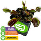 Akai Ryu Venus Fly Trap (Red Dragon) Live Plant - Dionaea Muscipula By Wellspring Gardens - Unique Plant - Red Trap Plant - Red