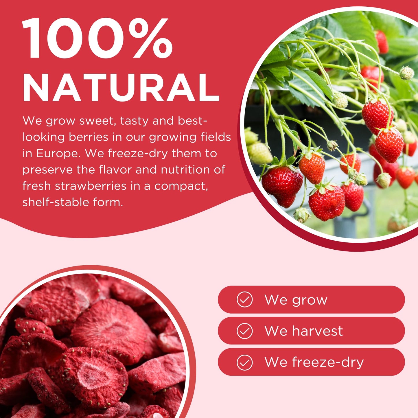 Freeze Dried Fruit Strawberries Slices - 10 Pack Single-Serve, No Added Sugar Package - 0.88 Oz 100% Natural Freeze Dried Snacks