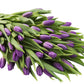 Blooms2Door Mothers Day Flowers - 50 Purple Tulips, Fresh Cut, Farm-Fresh, USA Grown, Model KBDF1195-V999-A999
