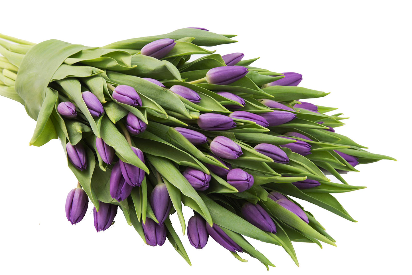 Blooms2Door Mothers Day Flowers - 50 Purple Tulips, Fresh Cut, Farm-Fresh, USA Grown, Model KBDF1195-V999-A999