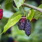 Food to Live Organic Dried Black Mulberries, 2 Pounds - Non-GMO, Raw Fruit, Unsulfured, Unsweetened, Vegan, Mulberry in Bulk. Gr